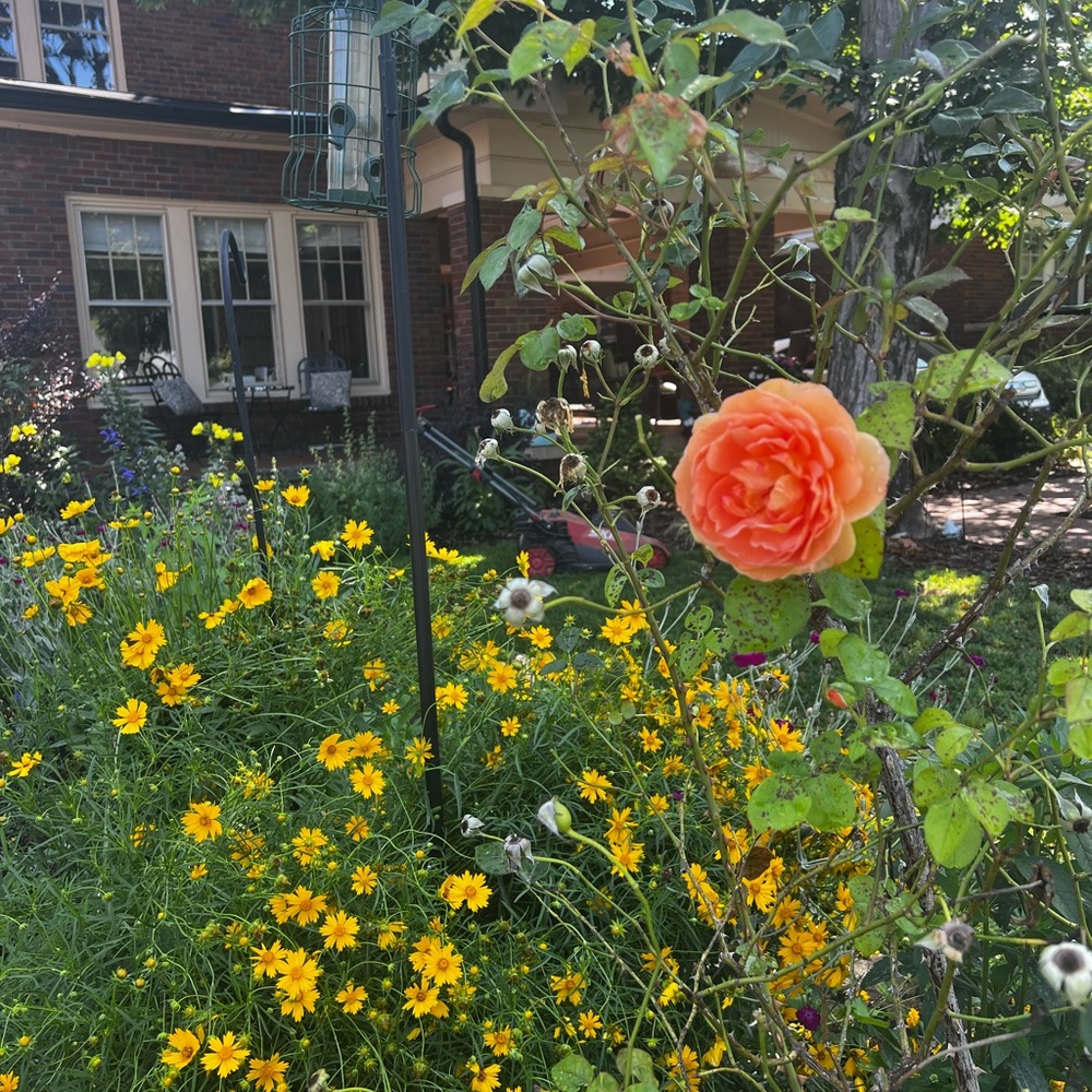 Meet your Posher, Grace